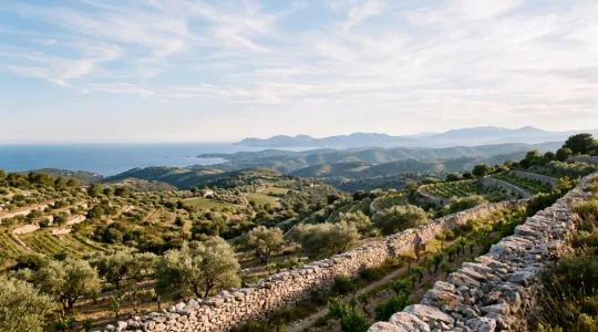 Paysage provencal emblematique melant oliviers centenaires et vignes en restanques face a la mer Mediterranee